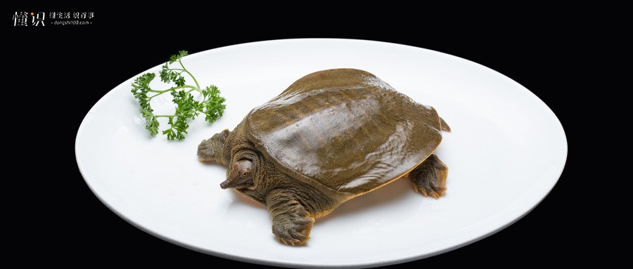 甲鱼和乌龟有什么区别？甲鱼吃什么食物