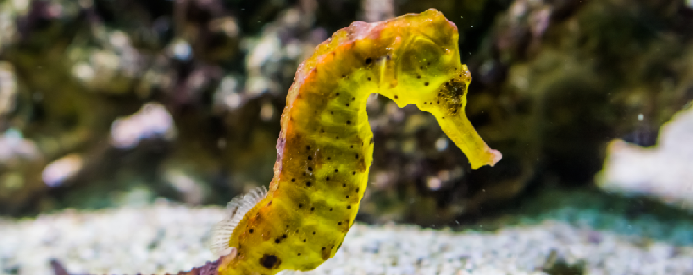 海马体是哪个部位？海马体是干什么的