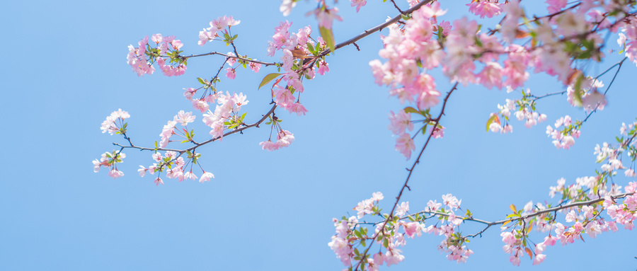 海棠花的花语？海棠花象征着什么