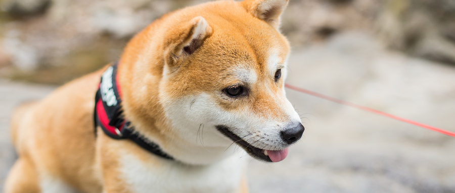 柴犬能吃高粱馍吗？柴犬的饮食需求
