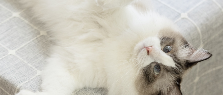 布偶猫的特点？布偶猫的养育技巧