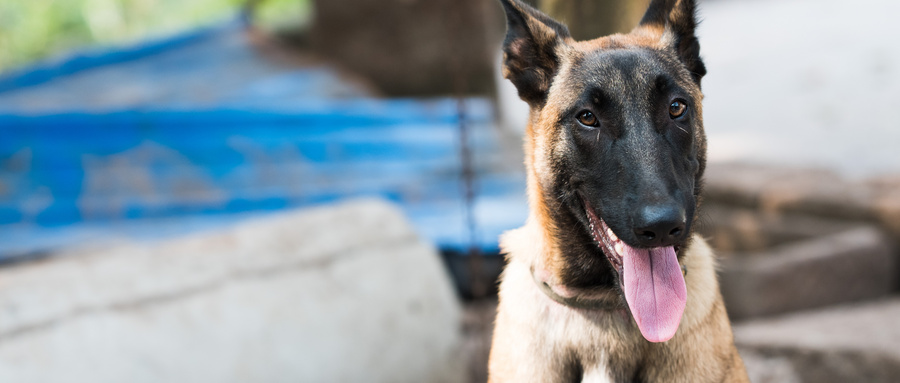 马犬是属于什么犬种？马犬的起源