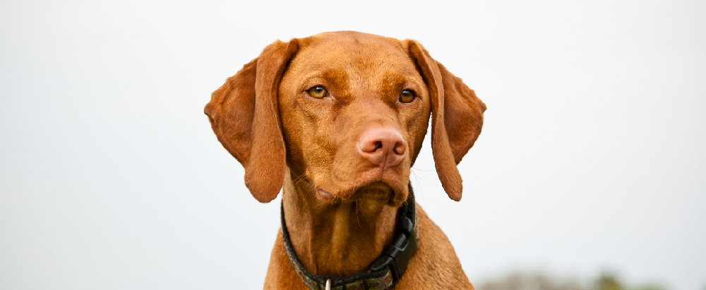 马犬是烈性犬吗？烈性犬的定义和特征