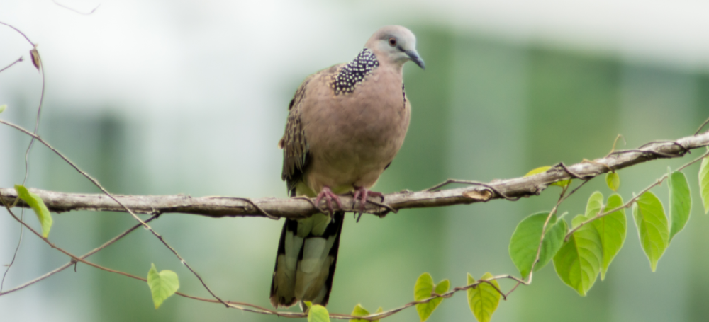 斑鸠是保护动物吗？斑鸠的习性