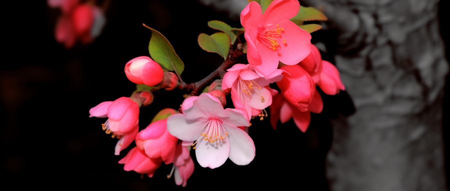 海棠是什么季节开的？海棠花有哪些特点